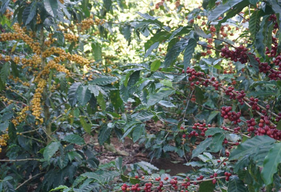 The image shows a coffee plantation with coffee plants bearing ripe coffee cherries. There are two distinct types of coffee cherries visible: red cherries on the right side and yellow cherries on the left side. 