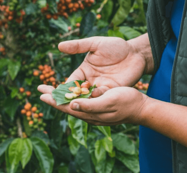 Whiskey Barrel Aged Coffee - StepUp Coffee